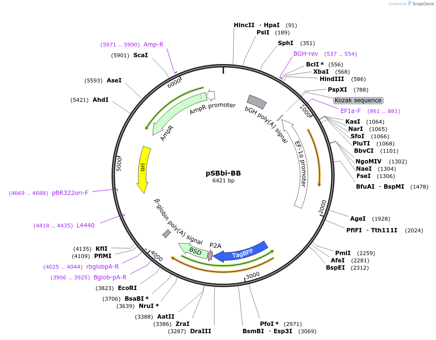 60521-plasmid-map-sequence-id-97525