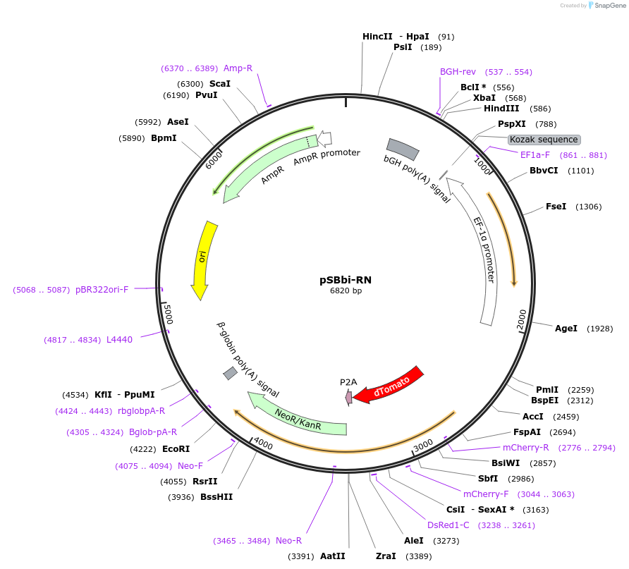 60519-plasmid-map-sequence-id-97527