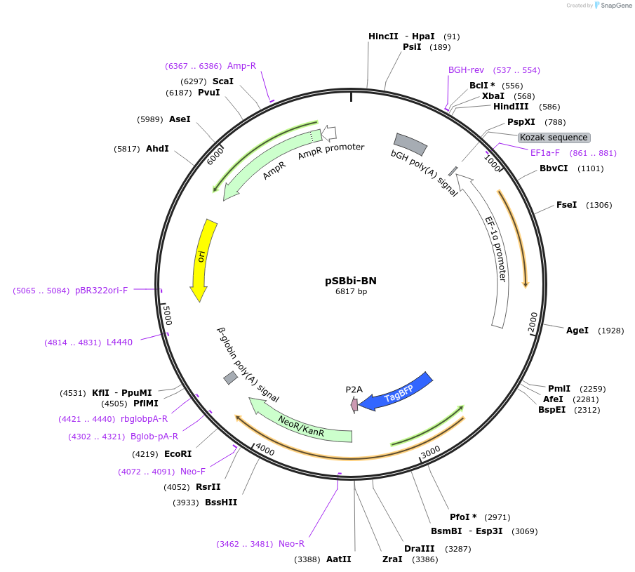 60518-plasmid-map-sequence-id-97528