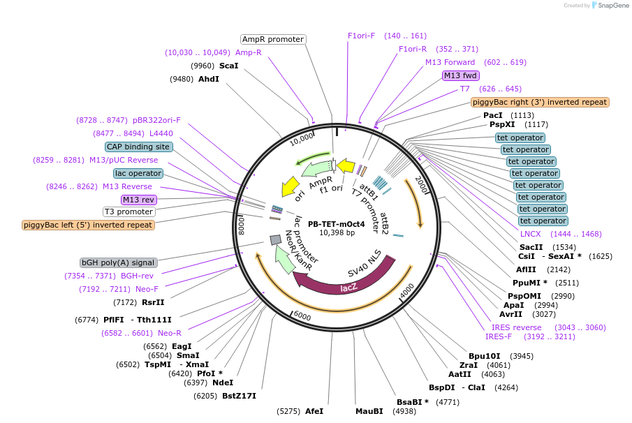 20907-plasmid-map-sequence-id-9753