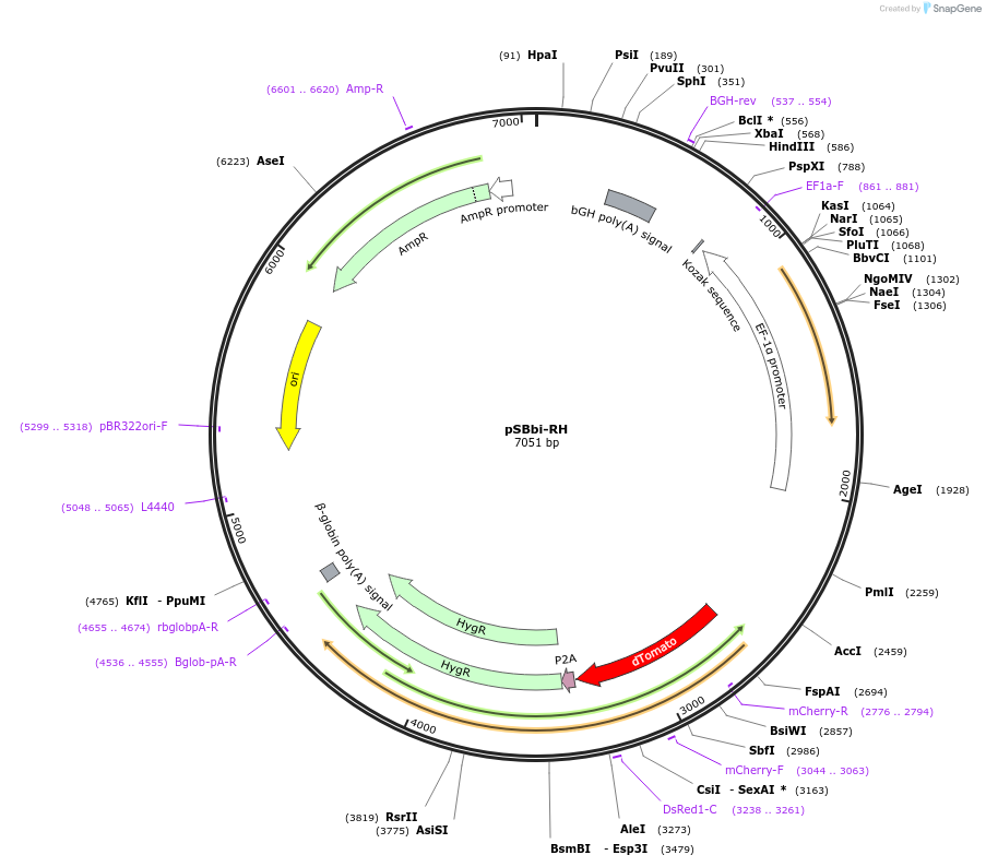 60516-plasmid-map-sequence-id-97530