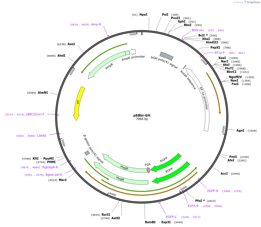 60514-plasmid-map-sequence-id-97532