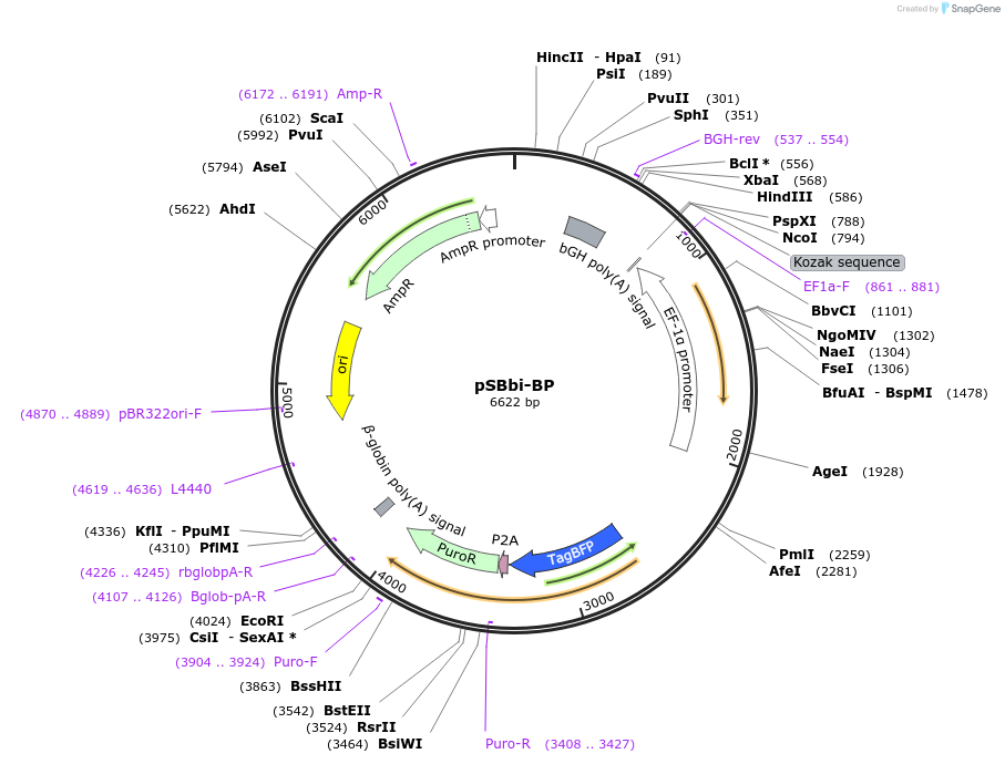 60512-plasmid-map-sequence-id-97534