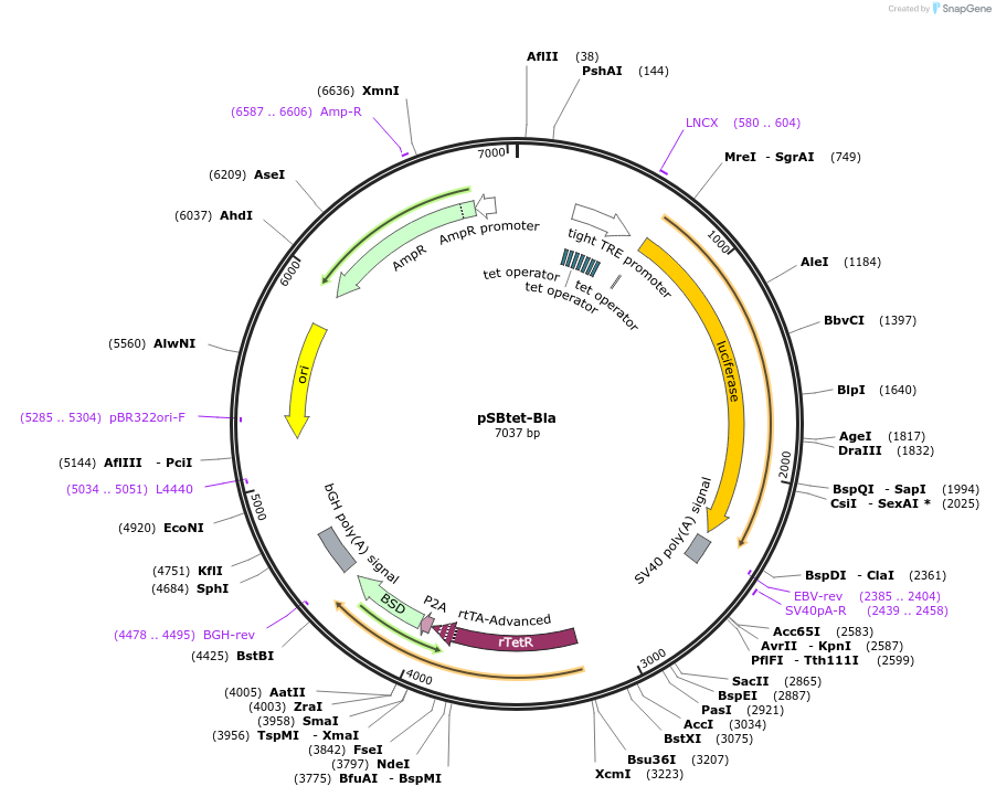 60510-plasmid-map-sequence-id-97536