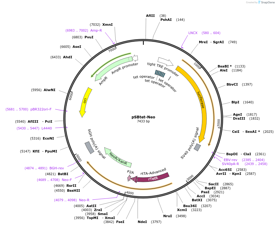 60509-plasmid-map-sequence-id-97538