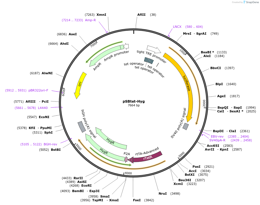 60508-plasmid-map-sequence-id-97539