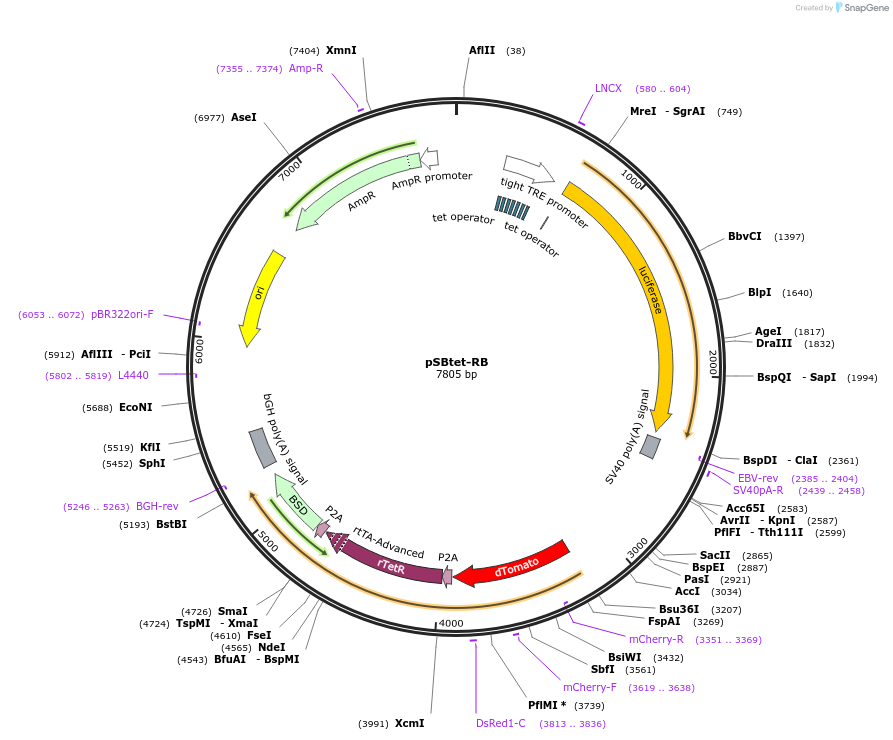 60506-plasmid-map-sequence-id-97541