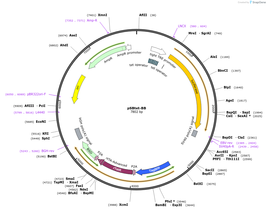 60505-plasmid-map-sequence-id-97542
