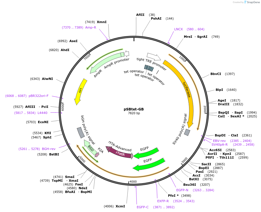 60504-plasmid-map-sequence-id-97543