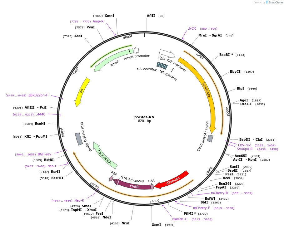 60503-plasmid-map-sequence-id-97544