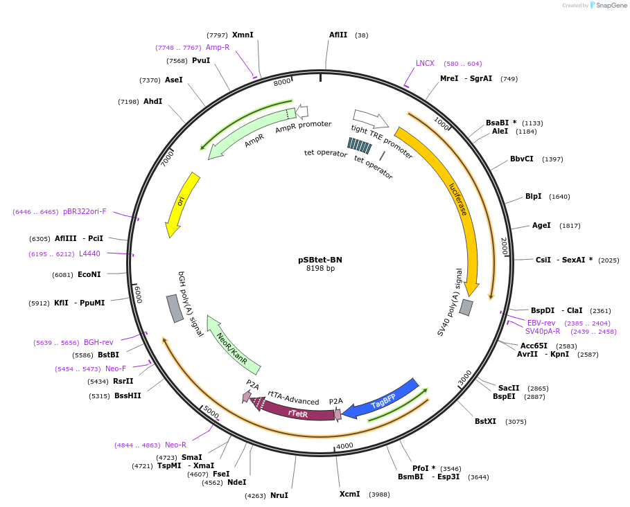 60502-plasmid-map-sequence-id-97545