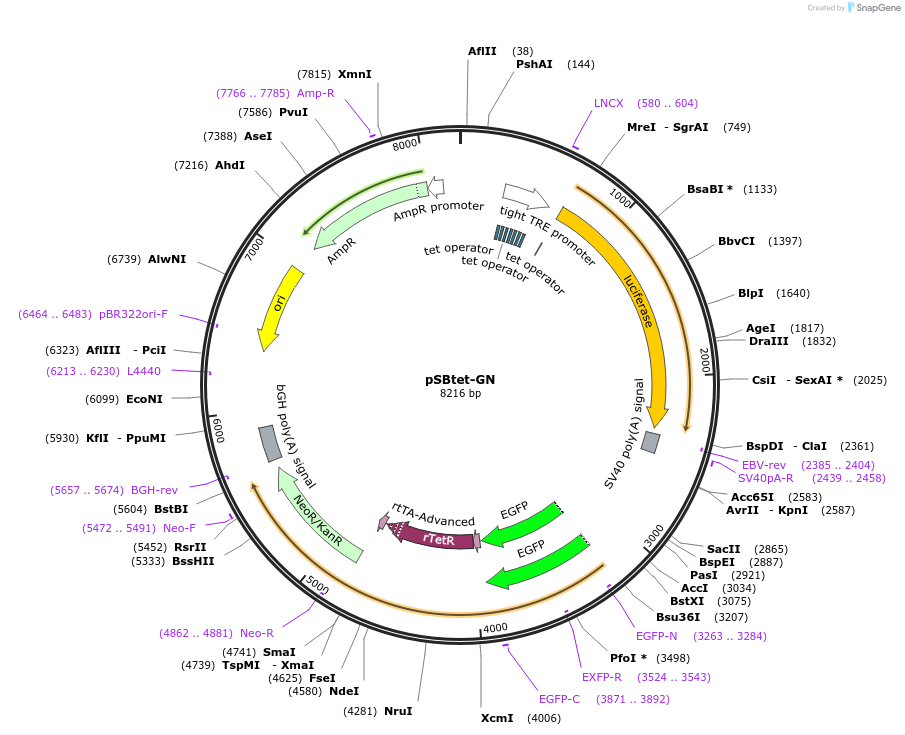 60501-plasmid-map-sequence-id-97546