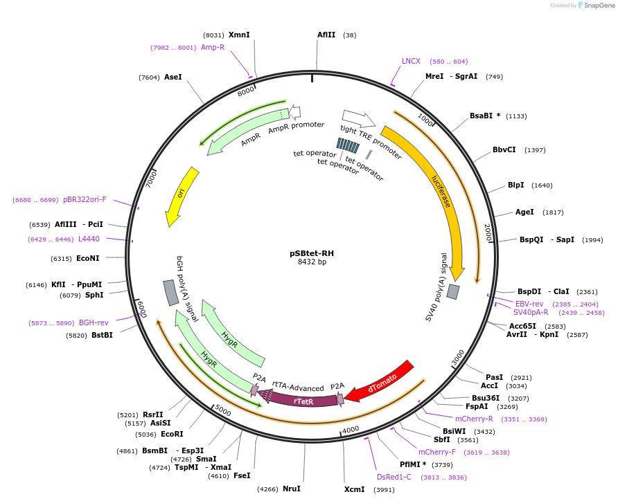60500-plasmid-map-sequence-id-97547