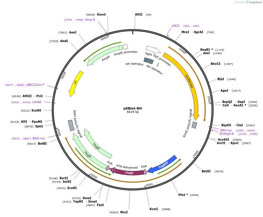 60499-plasmid-map-sequence-id-97548