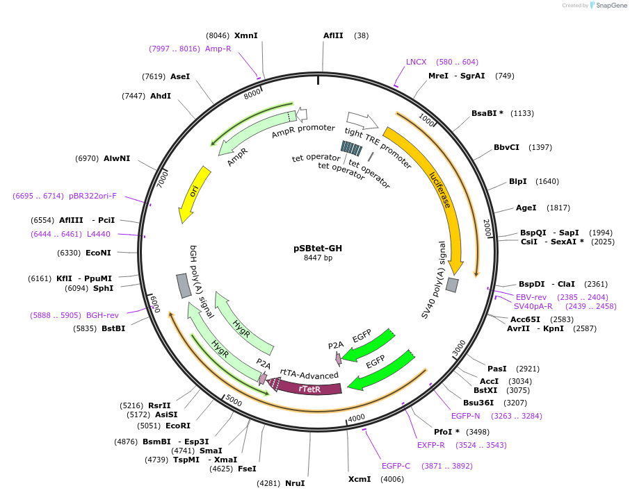 60498-plasmid-map-sequence-id-97549