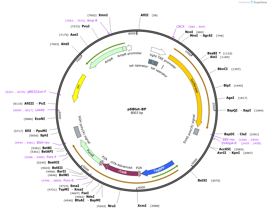 60496-plasmid-map-sequence-id-97551