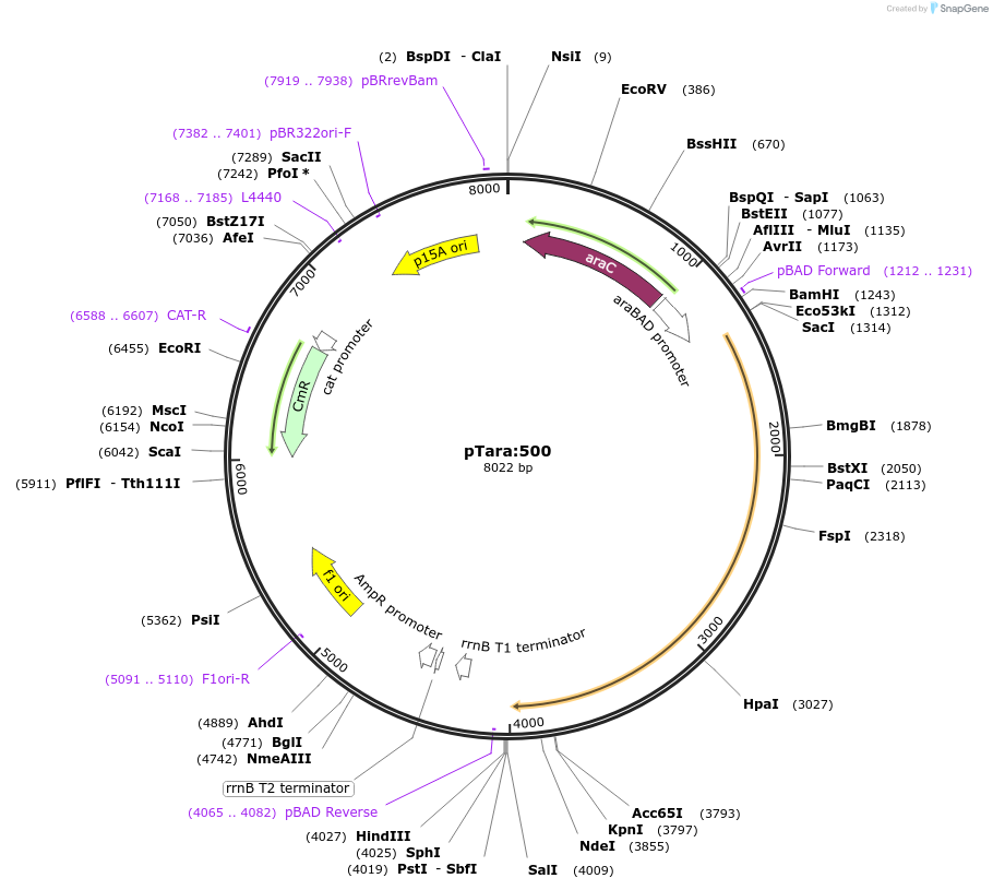 60717-plasmid-map-sequence-id-97574