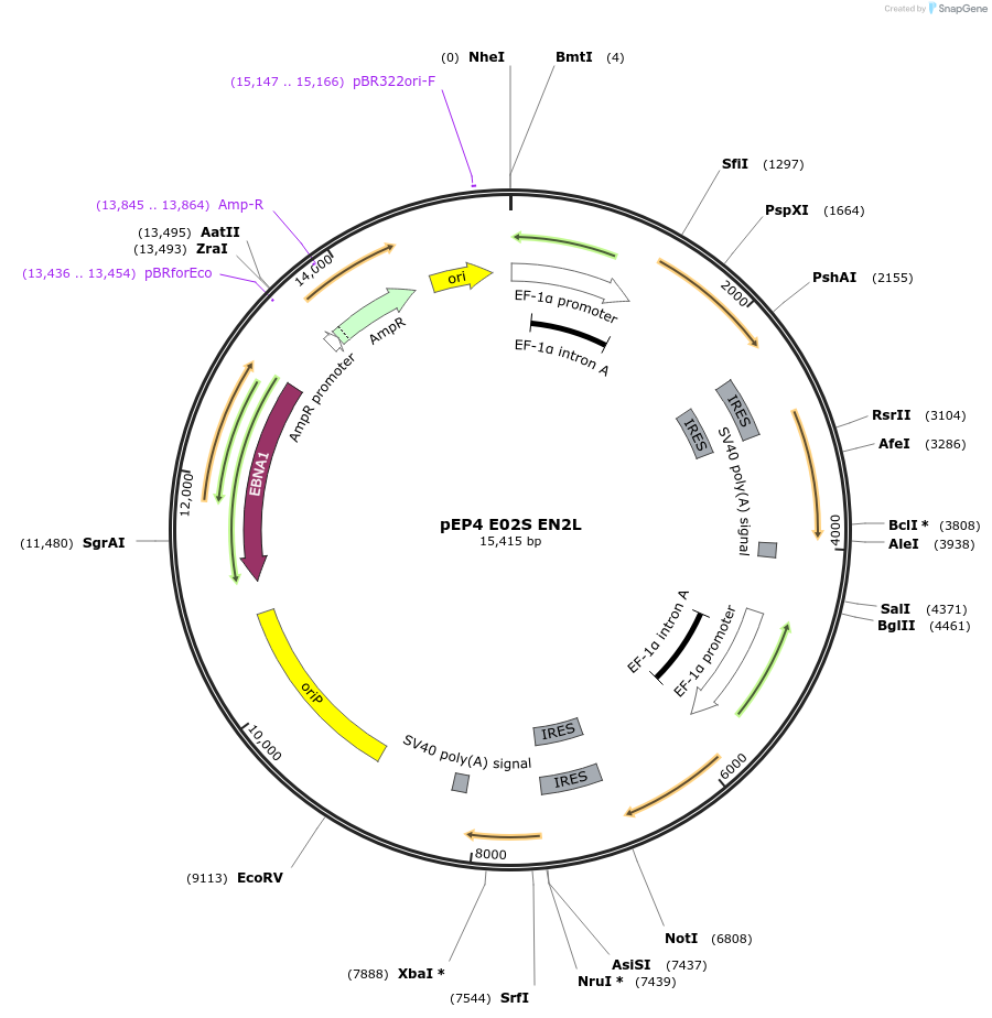 20922-plasmid-map-sequence-id-9758