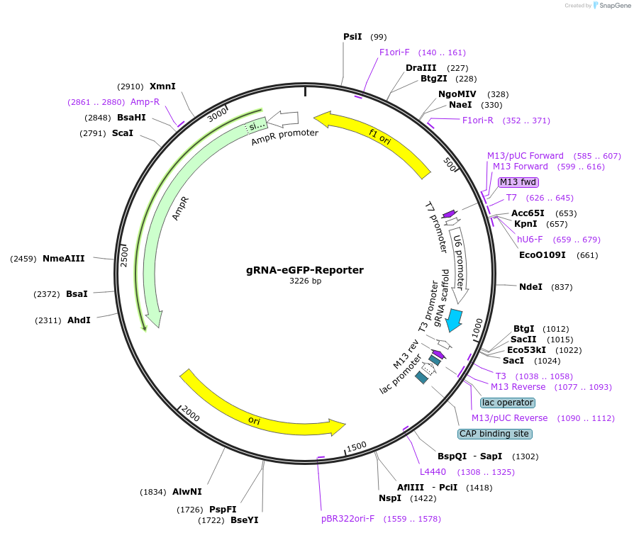 60719-plasmid-map-sequence-id-97600