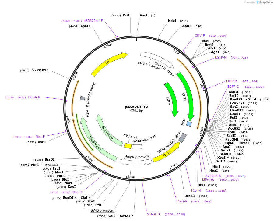 60543-plasmid-map-sequence-id-97601