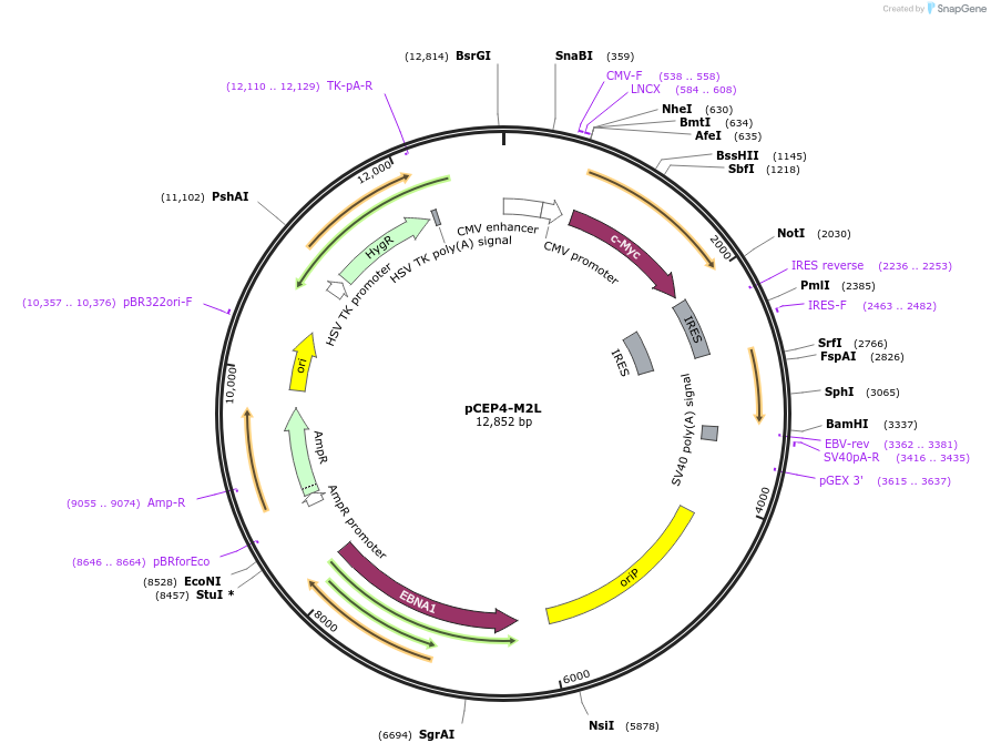 20926-plasmid-map-sequence-id-9762