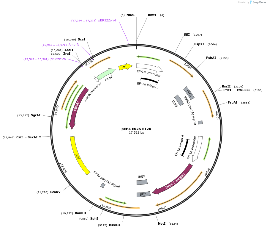 20927-plasmid-map-sequence-id-9763