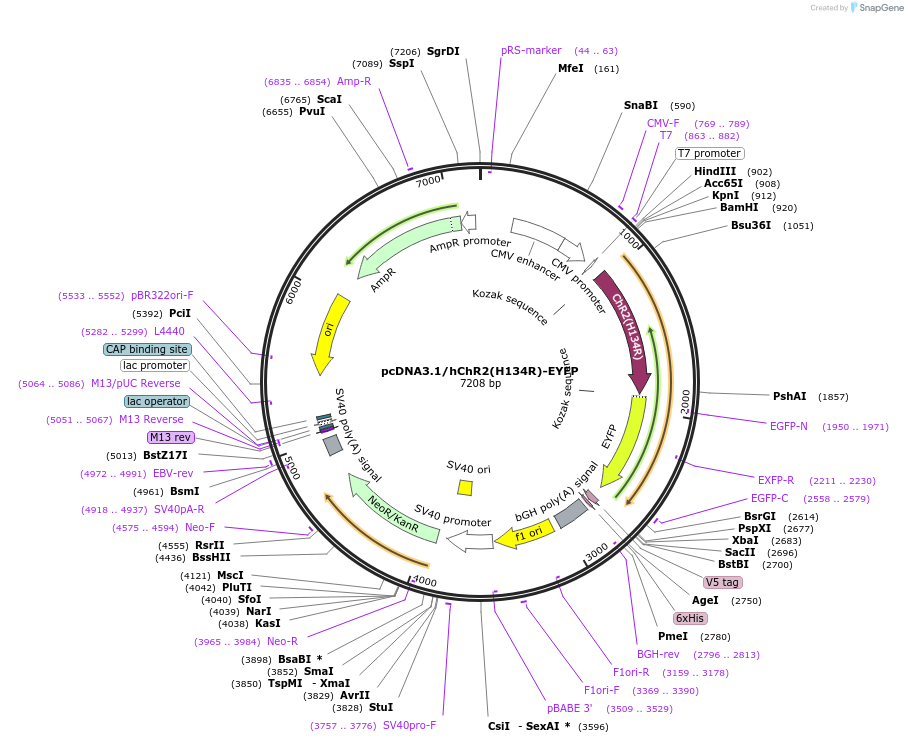 20940-plasmid-map-sequence-id-9766