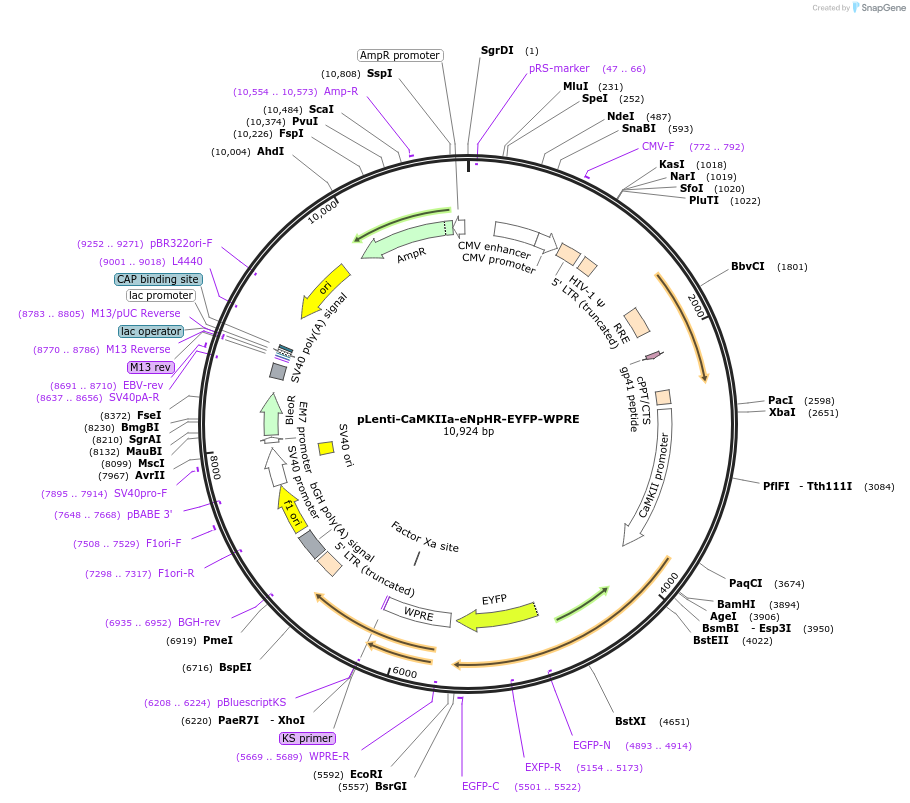 20946-plasmid-map-sequence-id-9769