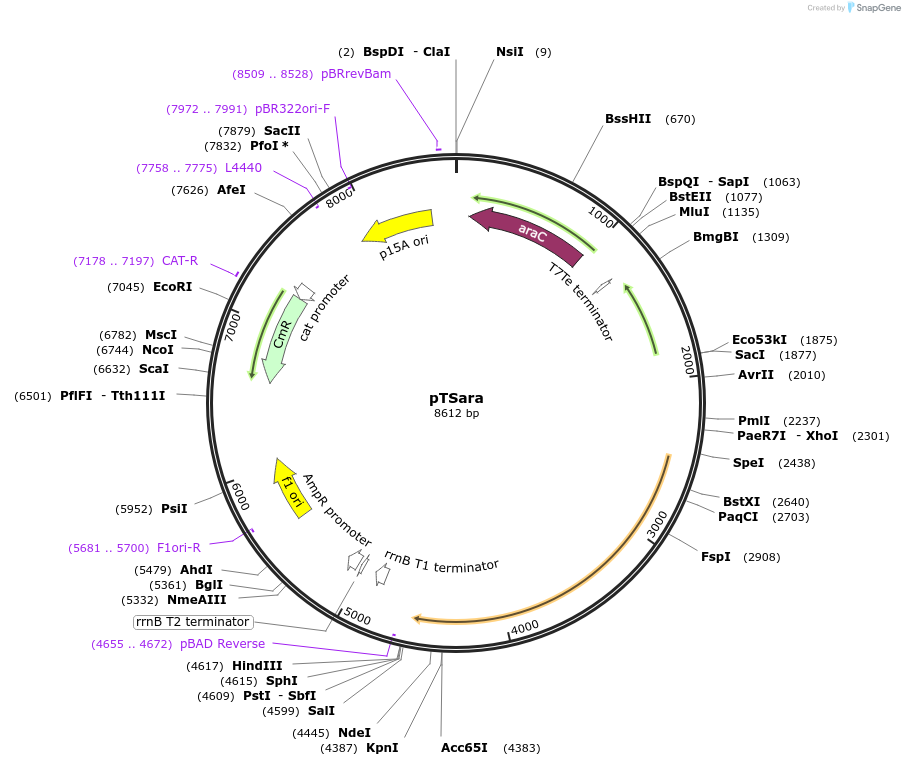 60720-plasmid-map-sequence-id-97706