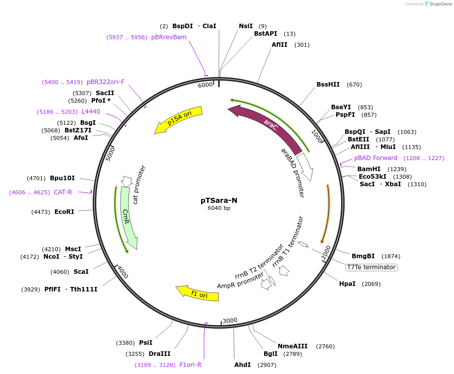 60721-plasmid-map-sequence-id-97707