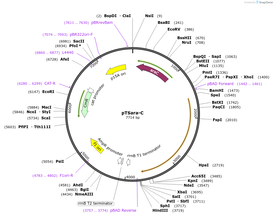 60722-plasmid-map-sequence-id-97708