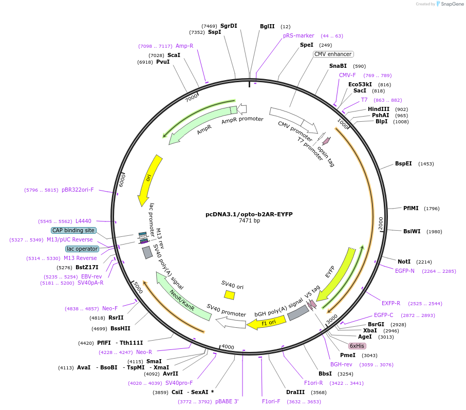 20948-plasmid-map-sequence-id-9771