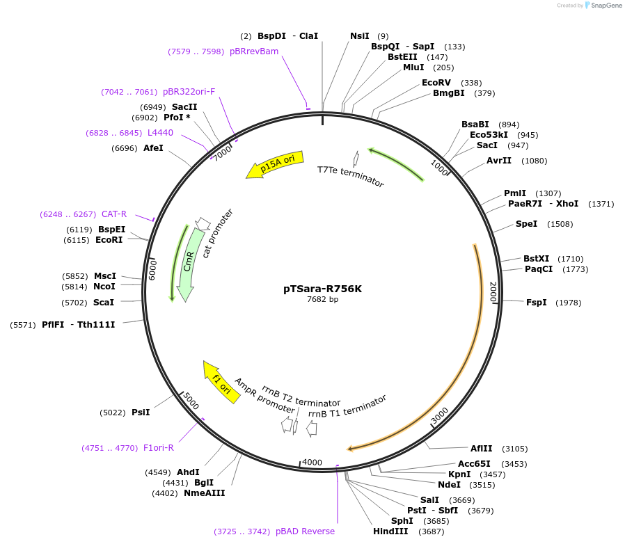 60727-plasmid-map-sequence-id-97715