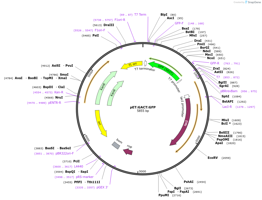60734-plasmid-map-sequence-id-97720