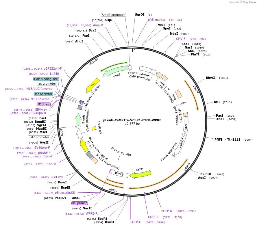 20954-plasmid-map-sequence-id-9775