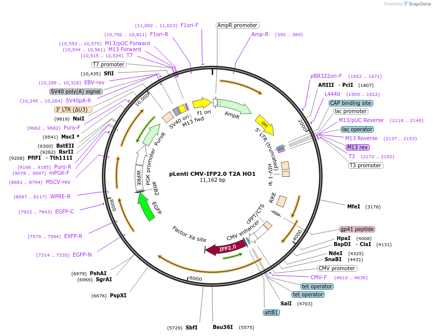59427-plasmid-map-sequence-id-97751
