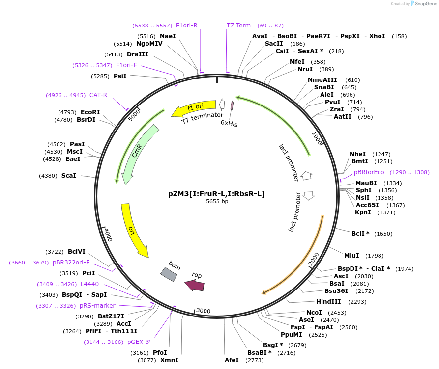 60777-plasmid-map-sequence-id-97759