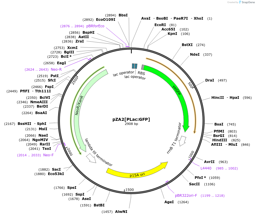 60778-plasmid-map-sequence-id-97760