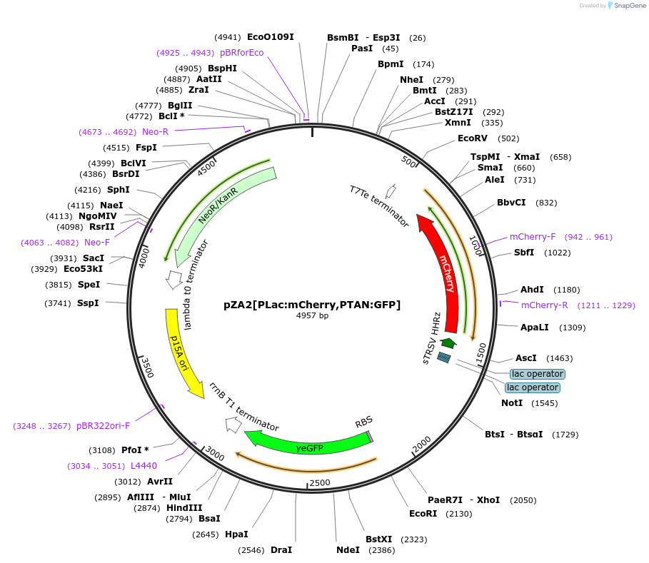 60780-plasmid-map-sequence-id-97762