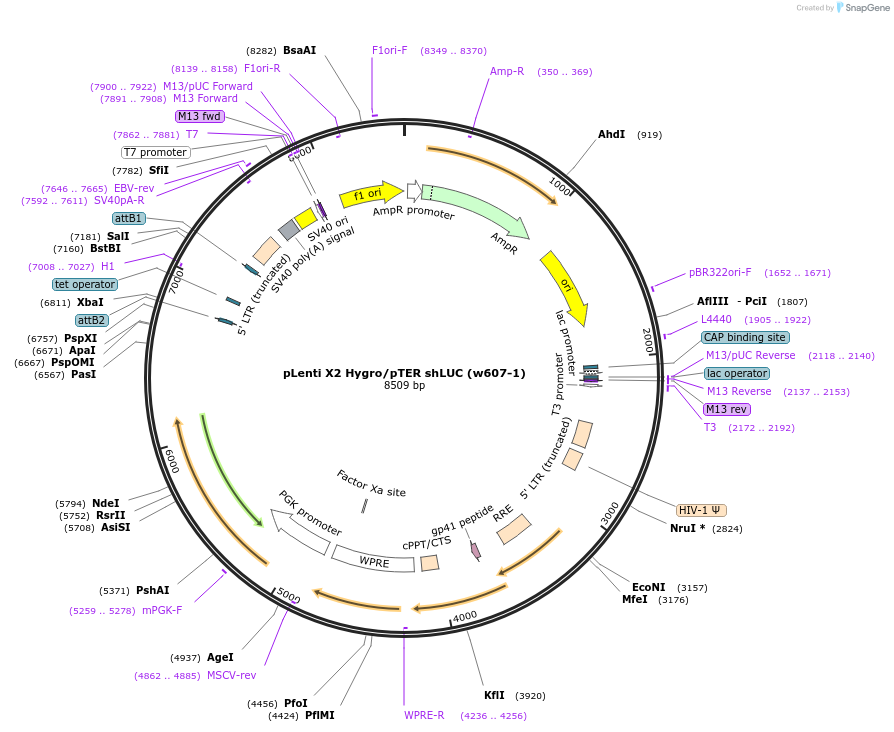 20958-plasmid-map-sequence-id-9779