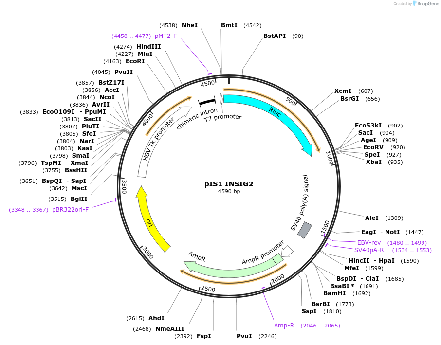 60798-plasmid-map-sequence-id-97809
