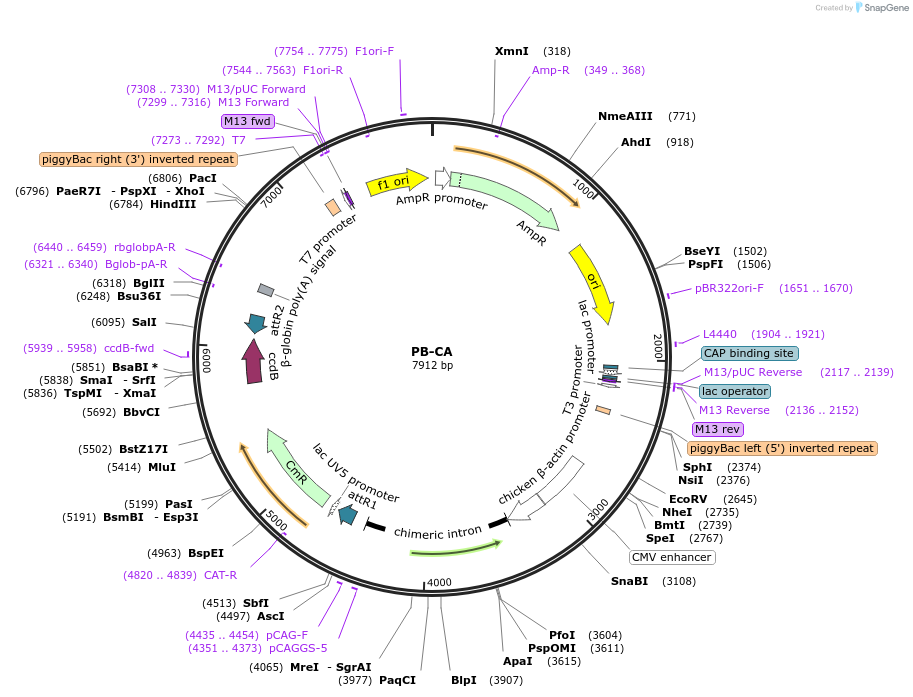 20960-plasmid-map-sequence-id-9781