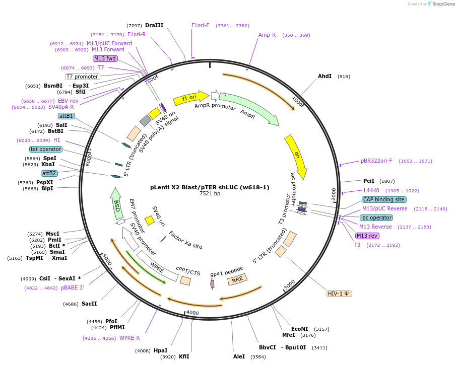 20962-plasmid-map-sequence-id-9782