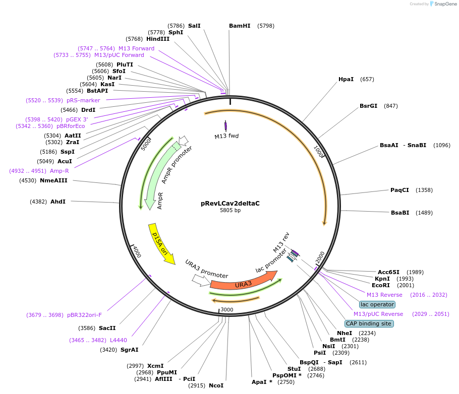 60809-plasmid-map-sequence-id-97825