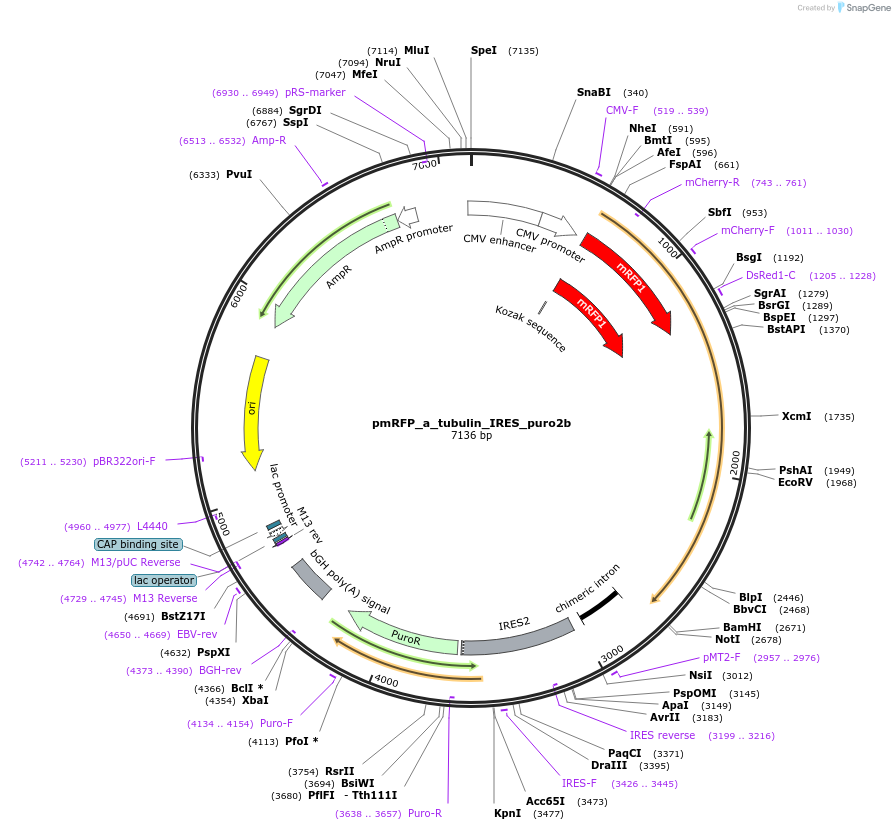21041-plasmid-map-sequence-id-9783