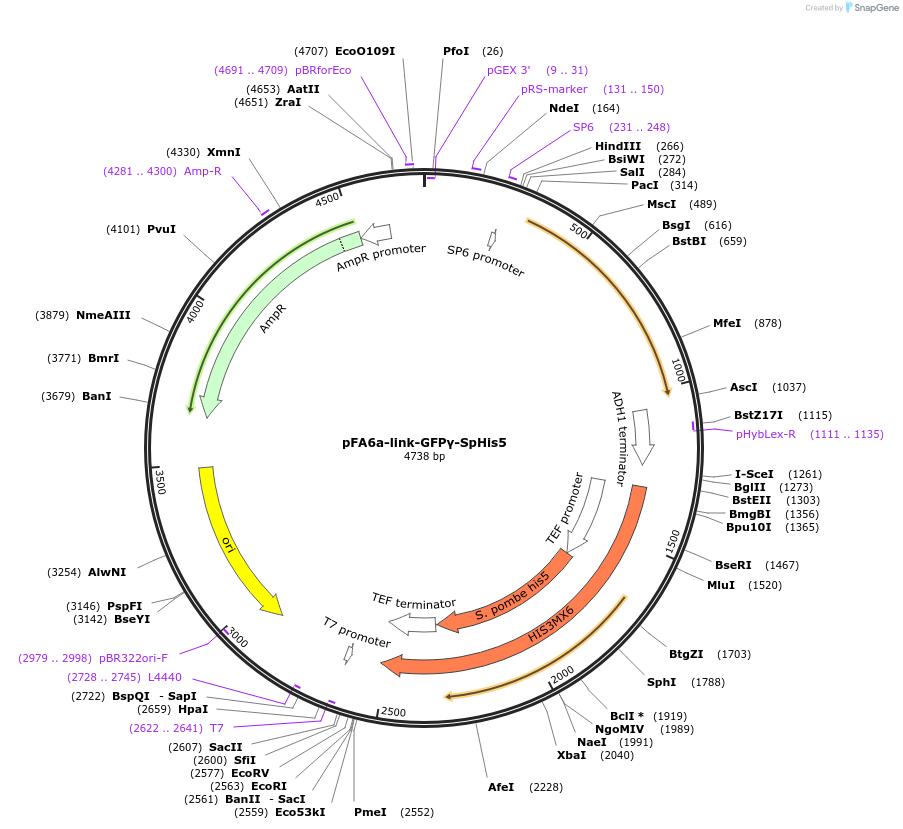 60781-plasmid-map-sequence-id-97834