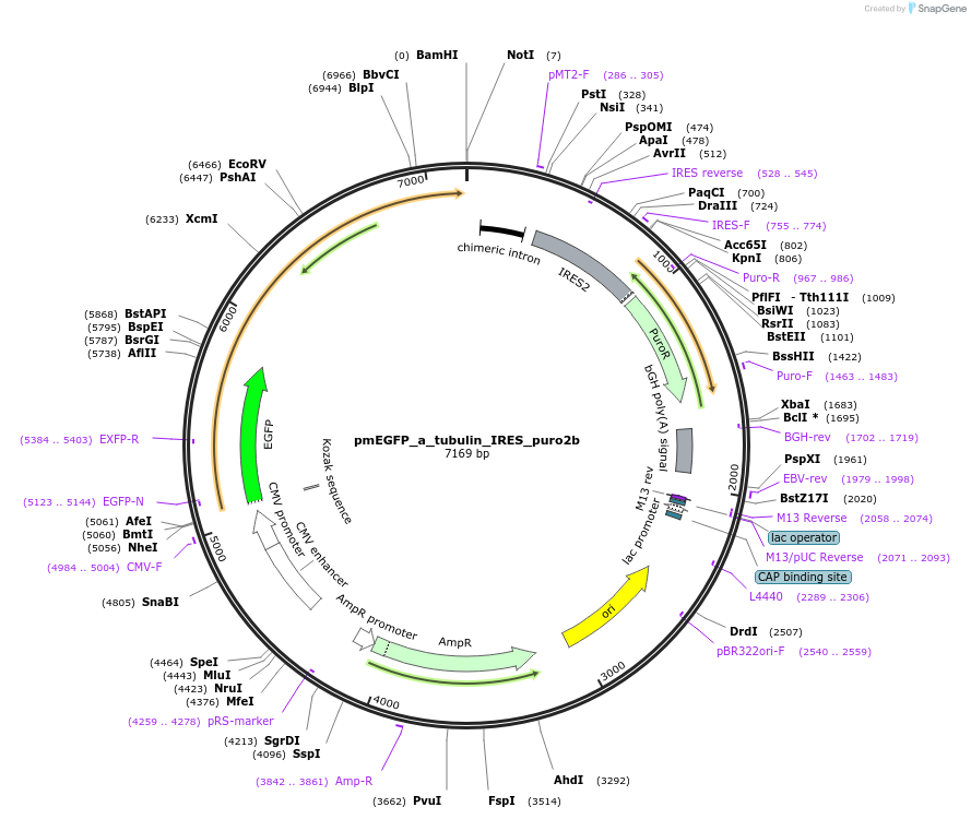 21042-plasmid-map-sequence-id-9784