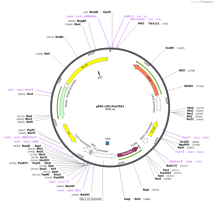 60818-plasmid-map-sequence-id-97862