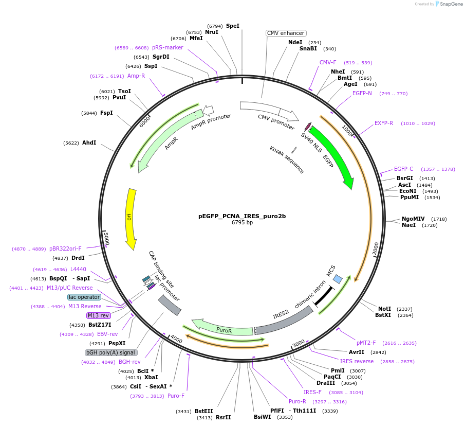21048-plasmid-map-sequence-id-9787