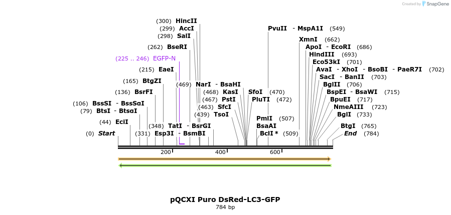 97955_map